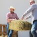 Beneficia alcalde de Los Cabos Christian Agúndez a 150 productores agrícolas y ganaderos con entrega de alfalfa y alimento concentrado