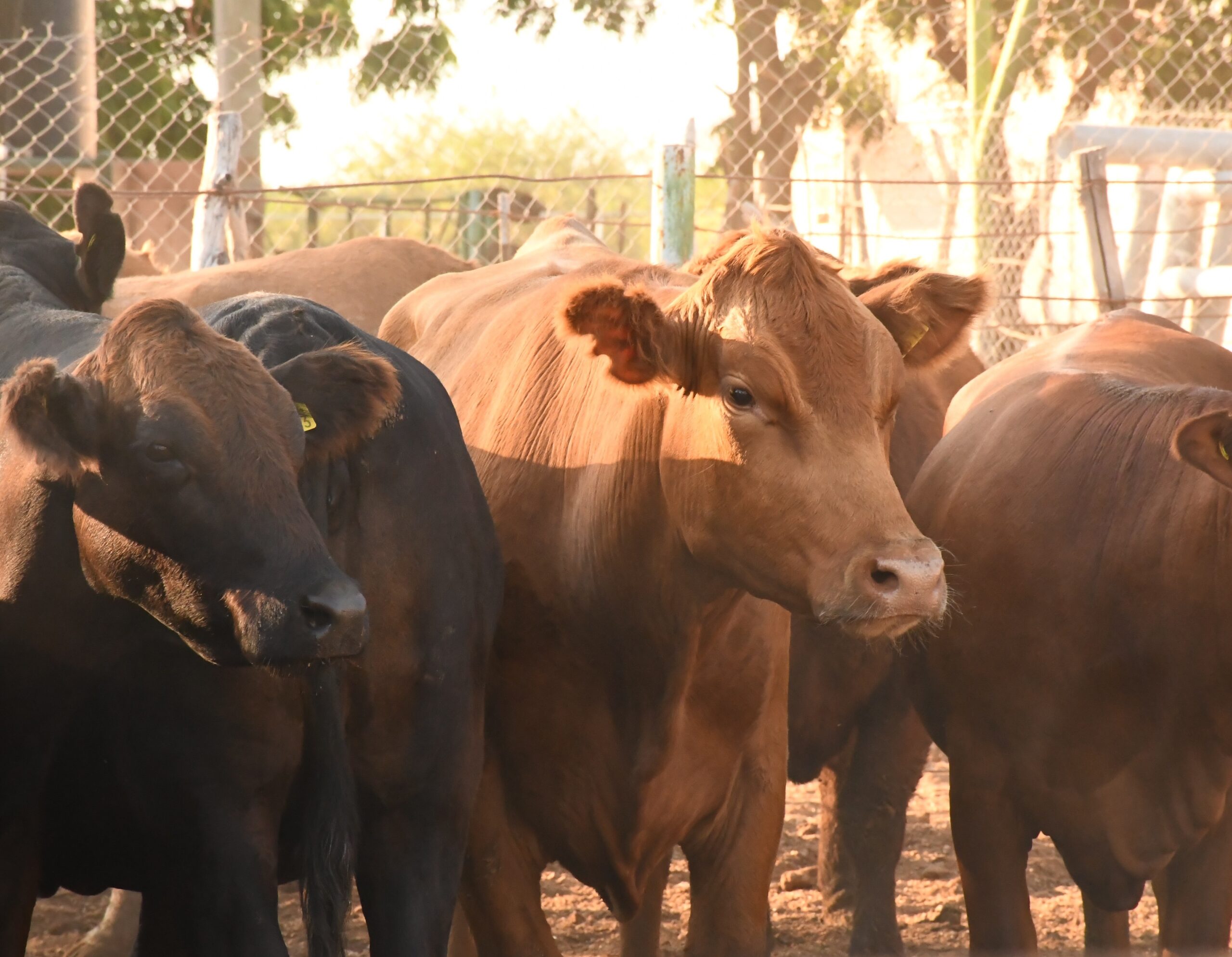 Gobierno de BCS refuerza acciones para erradicar la garrapata boophilus