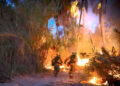 Tras mas de 6 horas de trabajos, Bomberos de San José del Cabo controlan incendio en palmares de Santa Rosa