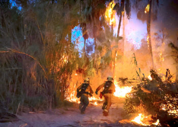Tras mas de 6 horas de trabajos, Bomberos de San José del Cabo controlan incendio en palmares de Santa Rosa