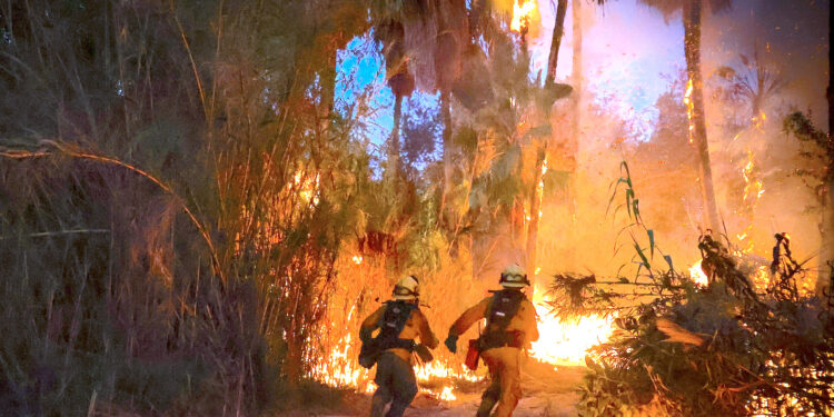 Tras mas de 6 horas de trabajos, Bomberos de San José del Cabo controlan incendio en palmares de Santa Rosa