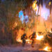 Tras mas de 6 horas de trabajos, Bomberos de San José del Cabo controlan incendio en palmares de Santa Rosa