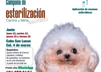 Instituto de Salud Municipal realiza jornada gratuita de esterilización canina y felina en Cabo San Lucas