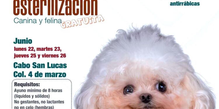 Instituto de Salud Municipal realiza jornada gratuita de esterilización canina y felina en Cabo San Lucas