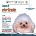 Instituto de Salud Municipal realiza jornada gratuita de esterilización canina y felina en Cabo San Lucas