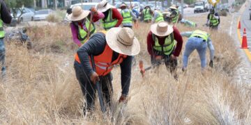 Atienden más de 80 kilómetros entre camellón central y laterales de la carretera Transpeninsular y retiran 220 toneladas de residuos en Los Cabos