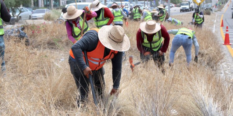 Atienden más de 80 kilómetros entre camellón central y laterales de la carretera Transpeninsular y retiran 220 toneladas de residuos en Los Cabos