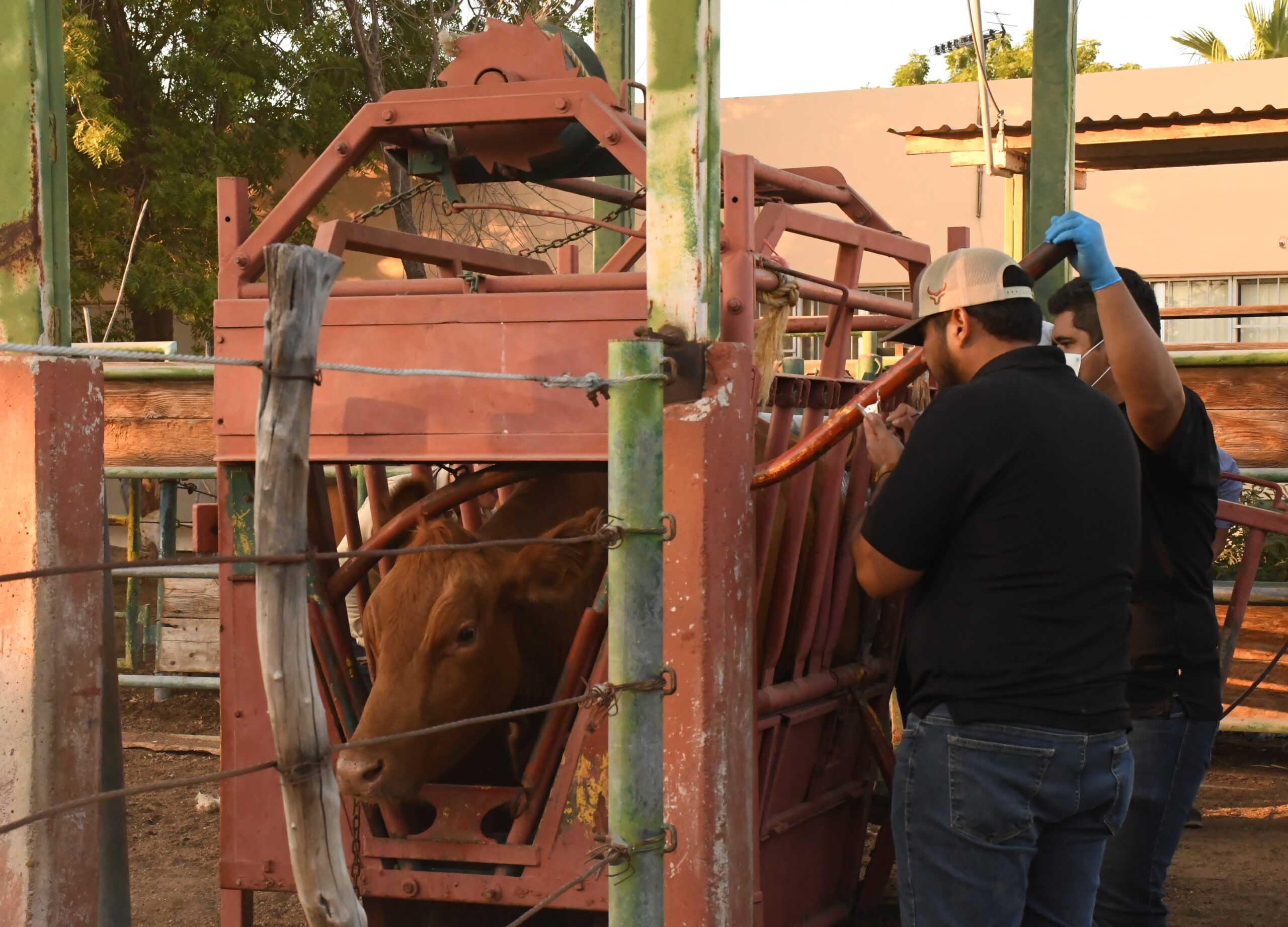 SEPADA prepara inicio del barrido de tuberculosis bovina 2026-2030 en Loreto