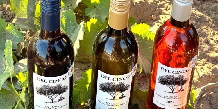 Invita SETUE a disfrutar de la Primera Vendimia Del Cinco en Comondú