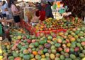 Gobierno Municipal de La Paz invita a celebrar el XVII Festival del Mango en Todos Santos 