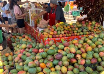 Gobierno Municipal de La Paz invita a celebrar el XVII Festival del Mango en Todos Santos 
