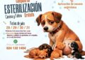 Anuncian campaña gratuita de esterilización canina y felina en Cabo San Lucas
