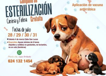 Anuncian campaña gratuita de esterilización canina y felina en Cabo San Lucas