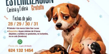 Anuncian campaña gratuita de esterilización canina y felina en Cabo San Lucas