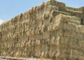 Beneficia SEPADA a productores de Comondú con 600 pacas de sorgo forrajero