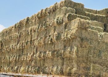 Beneficia SEPADA a productores de Comondú con 600 pacas de sorgo forrajero