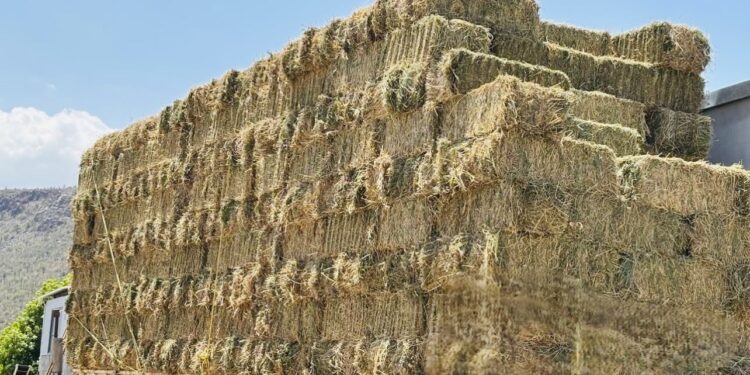 Beneficia SEPADA a productores de Comondú con 600 pacas de sorgo forrajero