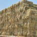 Beneficia SEPADA a productores de Comondú con 600 pacas de sorgo forrajero