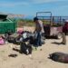 Zofemat La Paz retira más de 49 toneladas de basura en playas durante verano 2026