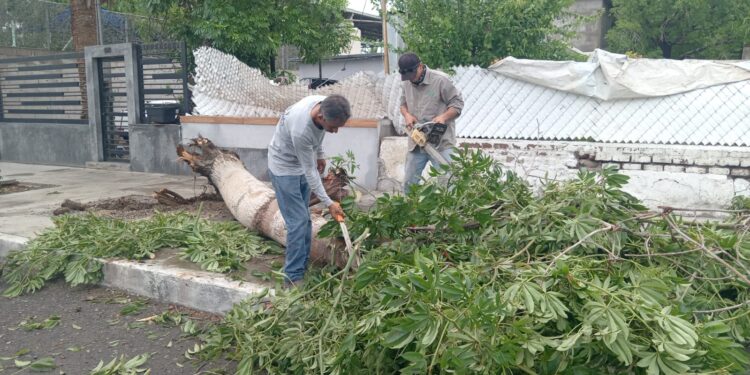 Continúan los trabajos de limpieza en el municipio de La Paz