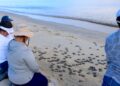 XV Ayuntamiento refuerza protección de tortuga marina y consolida a Los Cabos como referente de conservación