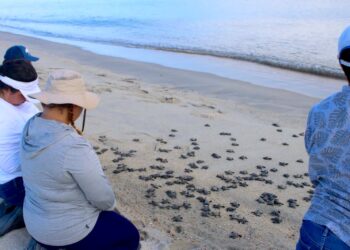 XV Ayuntamiento refuerza protección de tortuga marina y consolida a Los Cabos como referente de conservación