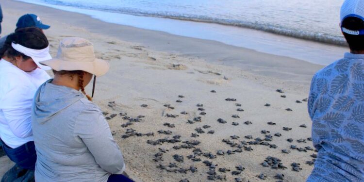 XV Ayuntamiento refuerza protección de tortuga marina y consolida a Los Cabos como referente de conservación