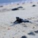 Llaman a proteger a tortugas marinas ante aumento de arribos en playas de Los Cabos