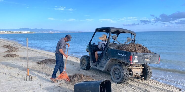 Refuerzan limpieza y recolección de residuos en playas de La Ribera
