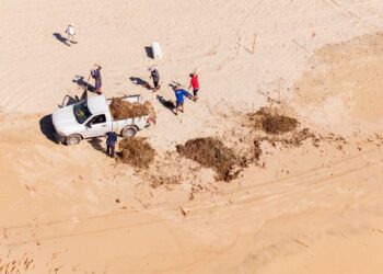 ZOFEMAT Los Cabos refuerza limpieza de playas con 120 elementos; superan 25 toneladas de lirio acuático retiradas