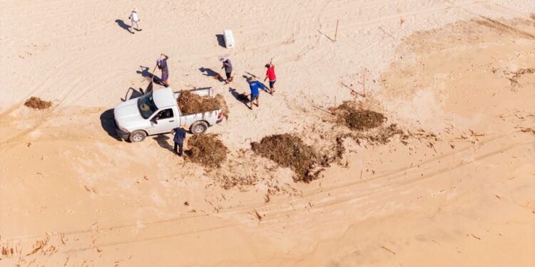 ZOFEMAT Los Cabos refuerza limpieza de playas con 120 elementos; superan 25 toneladas de lirio acuático retiradas